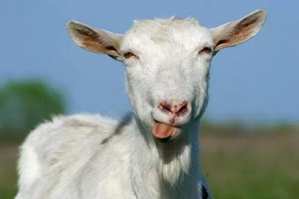 古人最怕的“温柔”酷刑,用动物器官行刑