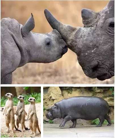 广州长隆野生动物世界游览图,广东广州长隆野生动物世界