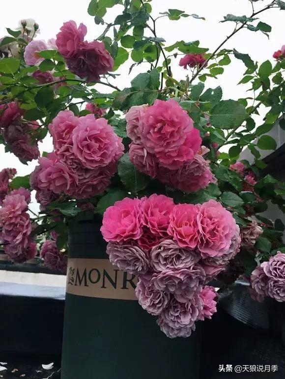 露台打造花海,她用10年改造庭院