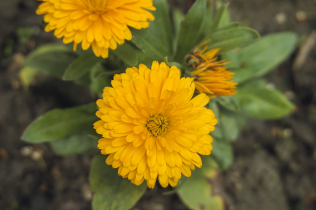 十二星座是大嘴巴还是小嘴,十二星座谁是大嘴巴