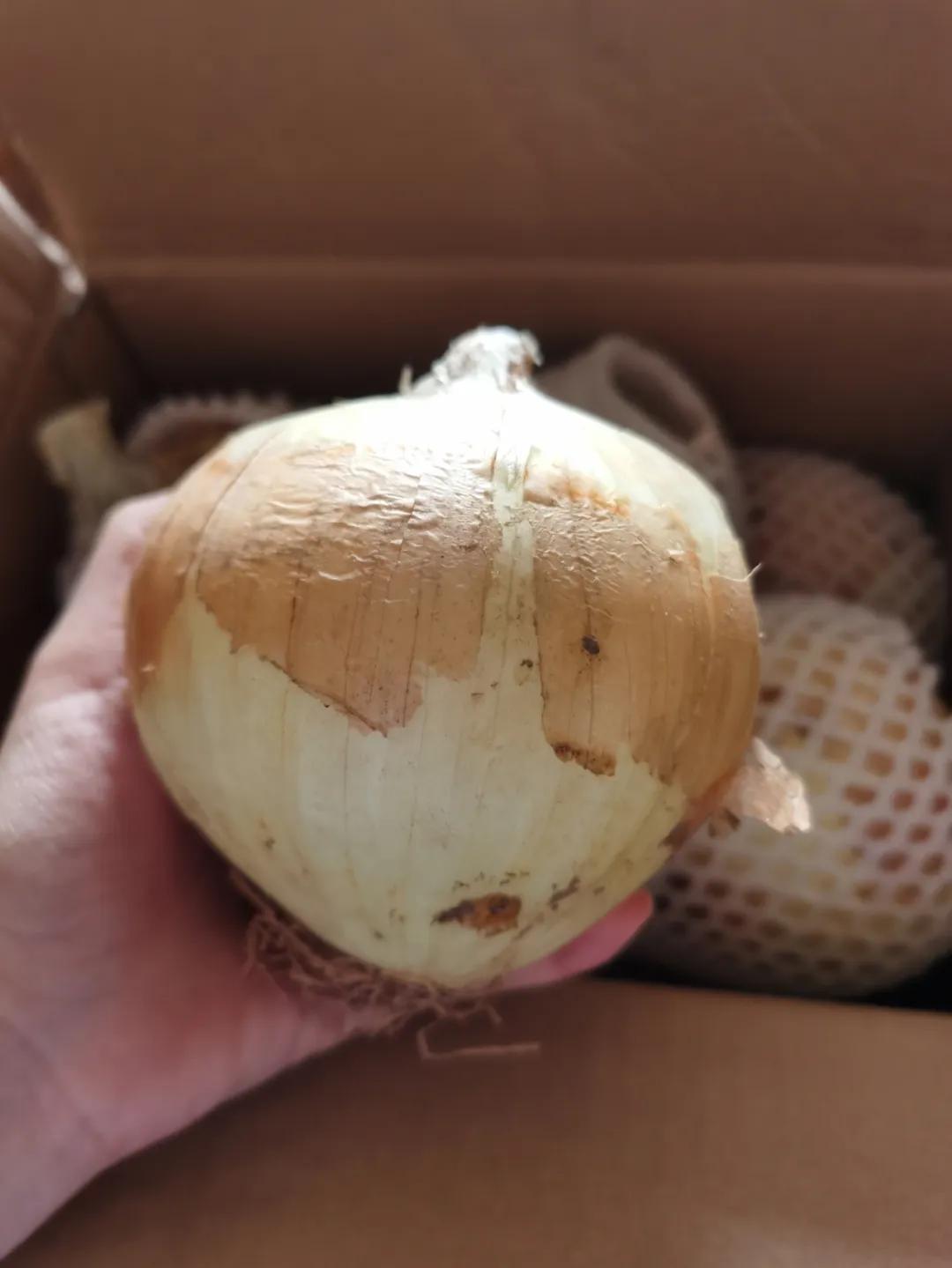 “太大了，立马下锅！”元谋出口级黄皮洋葱已到货，25万吨滞销洋葱等你来拼单！