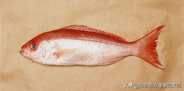 日弥深海胶原蛋白,日本nimi胶原蛋白