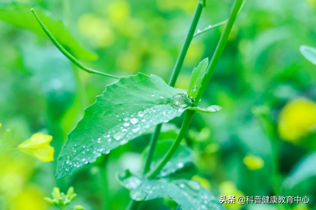 脾虚湿重肥胖吃什么药治疗,脾虚湿重肥胖喝什么