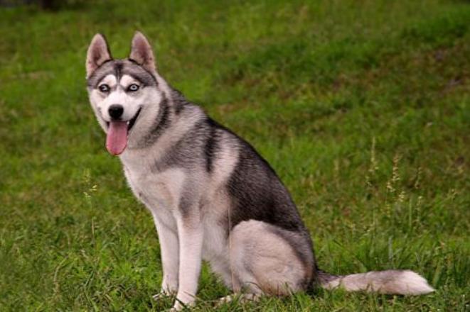 家里有小孩可是想养宠物怎么办,家里有孩子想养一只小狗怎么办