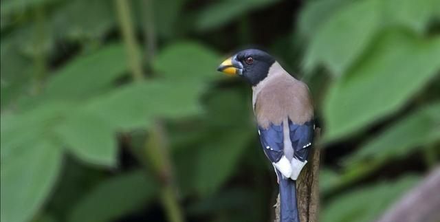 蜡嘴雀怎么分品种,蜡嘴雀的习性有哪些