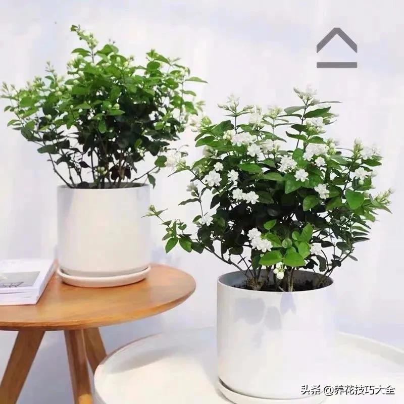 什么品种的香水花最好养,10种最香的香水花