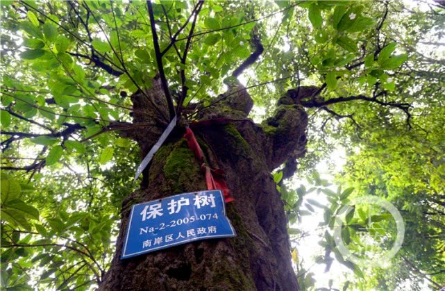 揭秘重庆神奇500年“枫树王”800年“夫妻”桂花树王