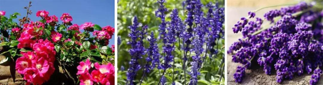 黛珂牛油果乳液新旧版本区别,黛珂牛油果系列