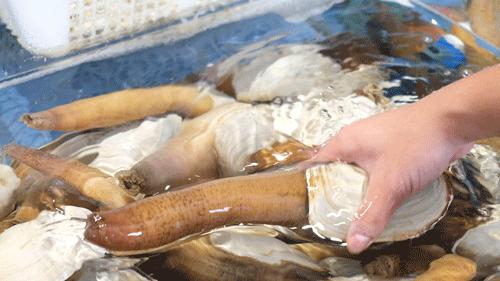 广州吃蚝必选之地,蚝九门海鲜自助象拔蚌