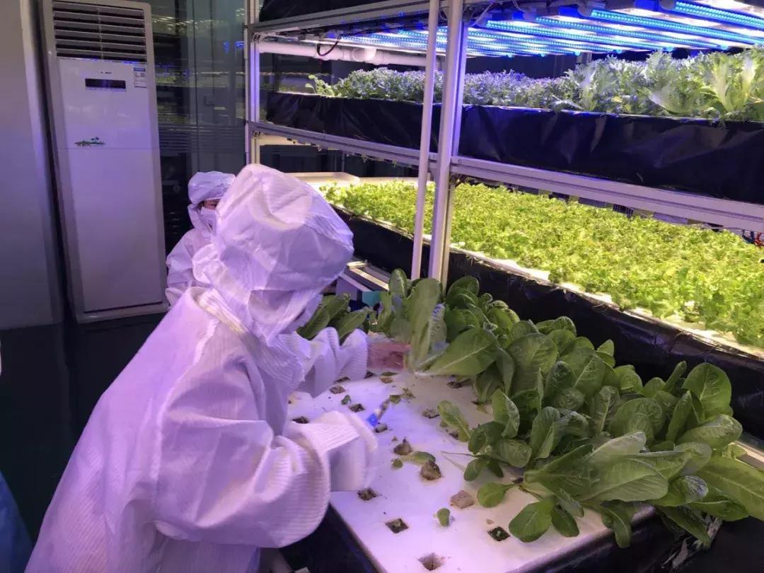 深圳「废弃染布厂」变废为宝，化身“湖畔花园”美若世外桃源！