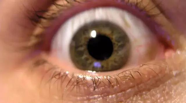 澳大利亚鼠灾事件视频,澳大利亚鼠害事件