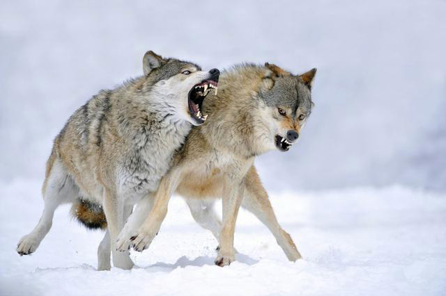 领导要学会这三种能力,领导水平越高越常说这10句话