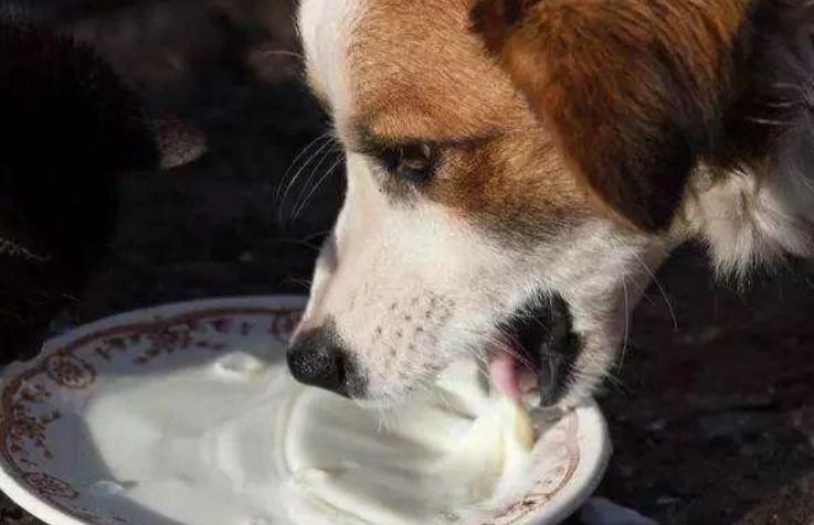 满月小狗人工喂养,刚满月的小狗怎么喂养