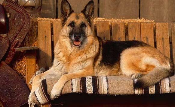 如何挑选德国牧羊犬,怎么挑选小的德国牧羊犬