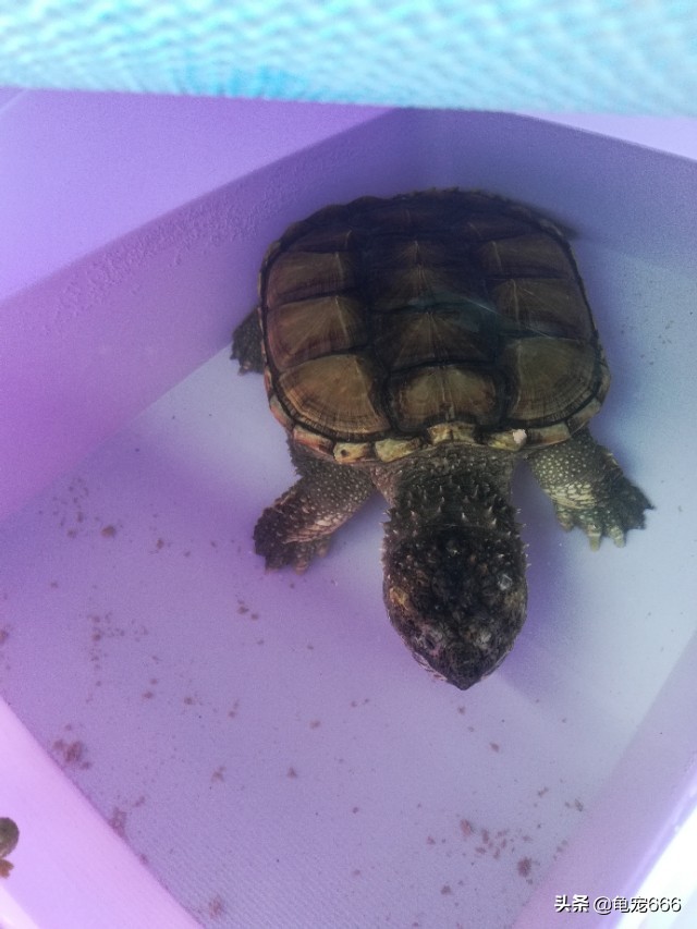 新入缸的龟趴缸怎么办,新龟到家多久可以转入透明缸