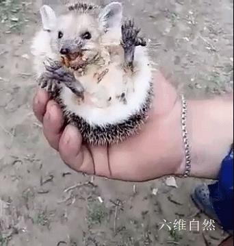 刺猬常常把它的身体缩成一个圆球,刺猬受到惊吓缩成一个球