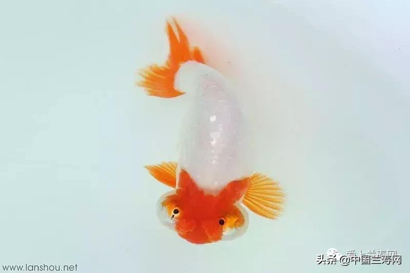 各种金鱼欣赏,金鱼鉴赏