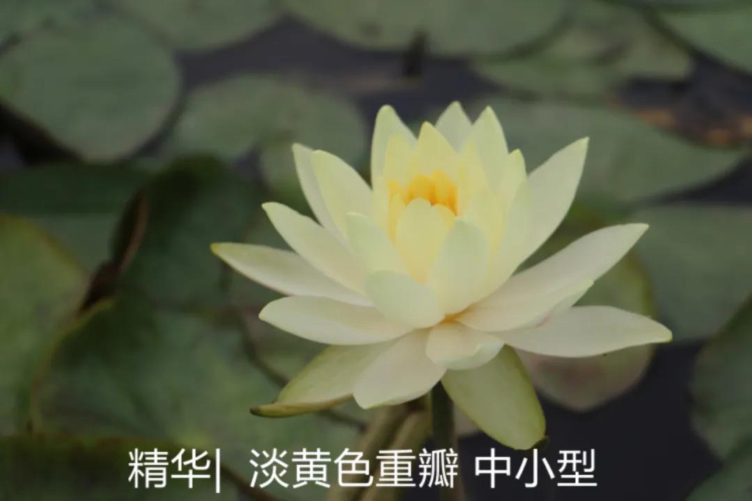 碗莲跟睡莲哪个适合鱼缸养鱼,睡莲和碗莲哪个适合在水缸养