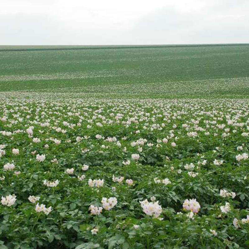 野生马铃薯和栽培马铃薯的比较,马铃薯种植技术与方法