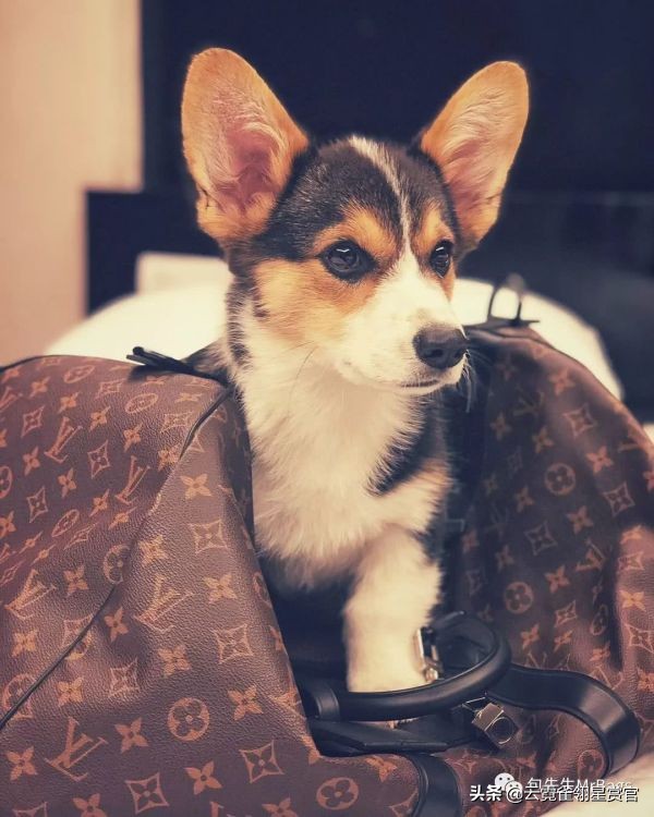 好看又大的宠物包,超好看的宠物包