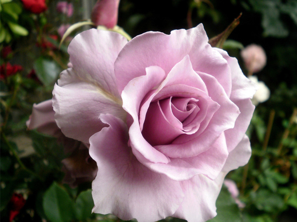 月季玫瑰分不清的意思,月季跟玫瑰的区别哪个好养