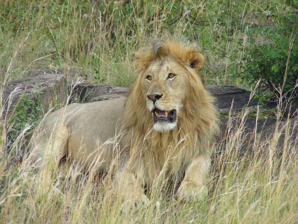 狮子能吃掉老虎和豹子吗,古人认为狮子能吃老虎吗