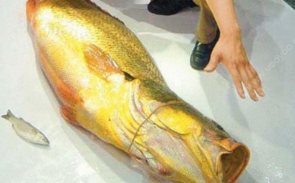 鱼翅燕窝中国的“顶级食材”？这6种才是佼佼者，吃不起过过眼瘾