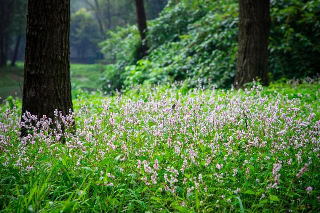蓼花盛放成海，扬州又多了一处赏秋秘境