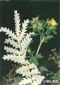 中药药材大全及功效,补肾中药大全及功效