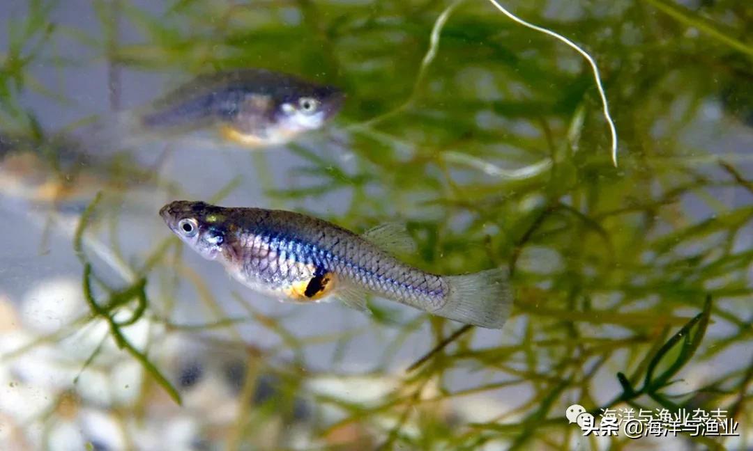 北方江河常见水生生物,陆生生物水生生物有哪些