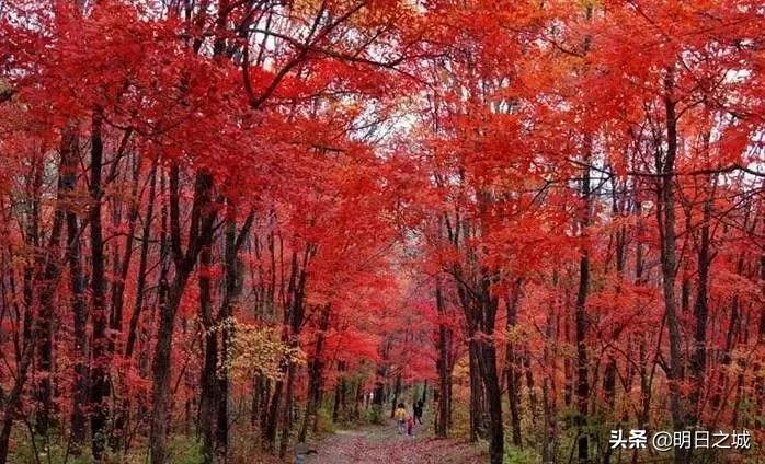 长春最值得去吃和玩的地方,长春游玩必去的地方十一