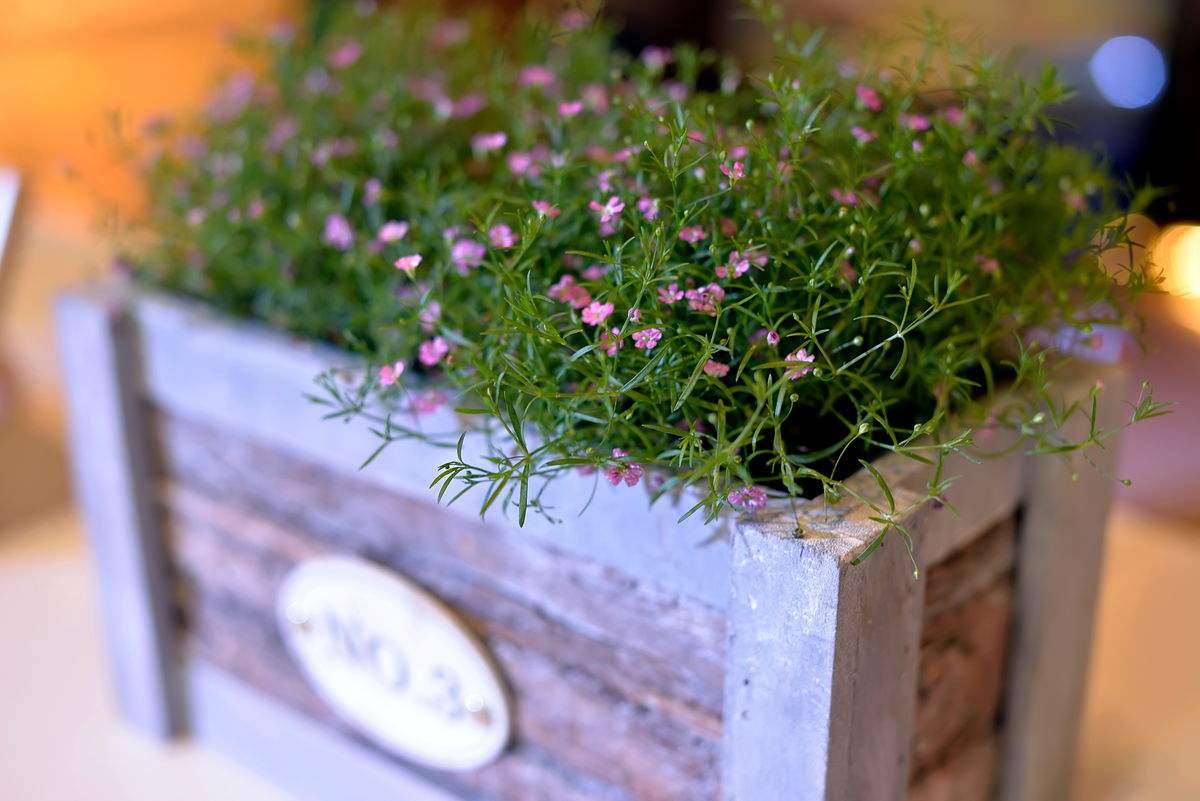 真的喜欢你满天星花语,喜欢满天星的花语