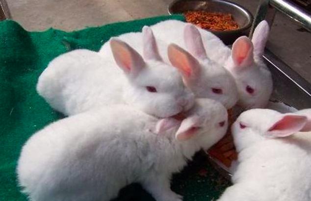 獭兔的养殖技术怎样分公母,獭兔的养殖挣钱吗