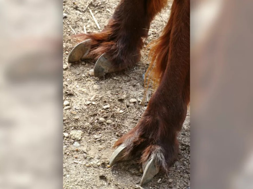 世界上脚最奇怪的动物,世界上最奇怪的脚是什么打一成语