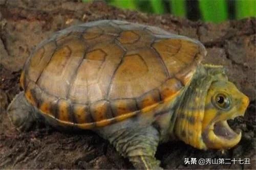 巴西龟能与剃刀一起饲养吗,最大的乌龟是棱皮龟还是巴西龟