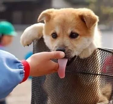 狗狗喜欢舔你银镯子,狗狗喜欢舔你