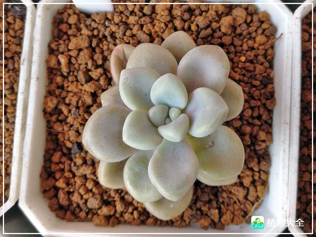 多肉植物艾伦视频,多肉植物艾伦价位