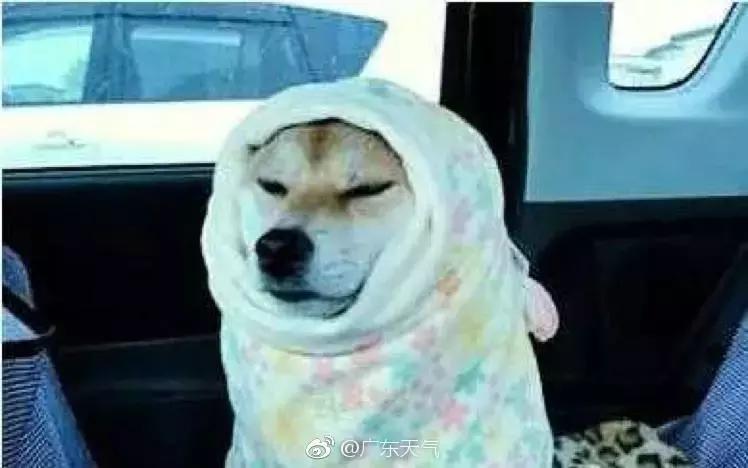 化州回南天还要多久,回南天来袭化州橘红收藏防潮攻略