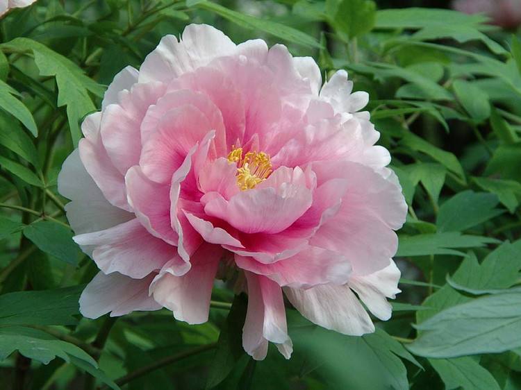 种植芍药花需要注意哪些事项,芍药花可观赏可入药