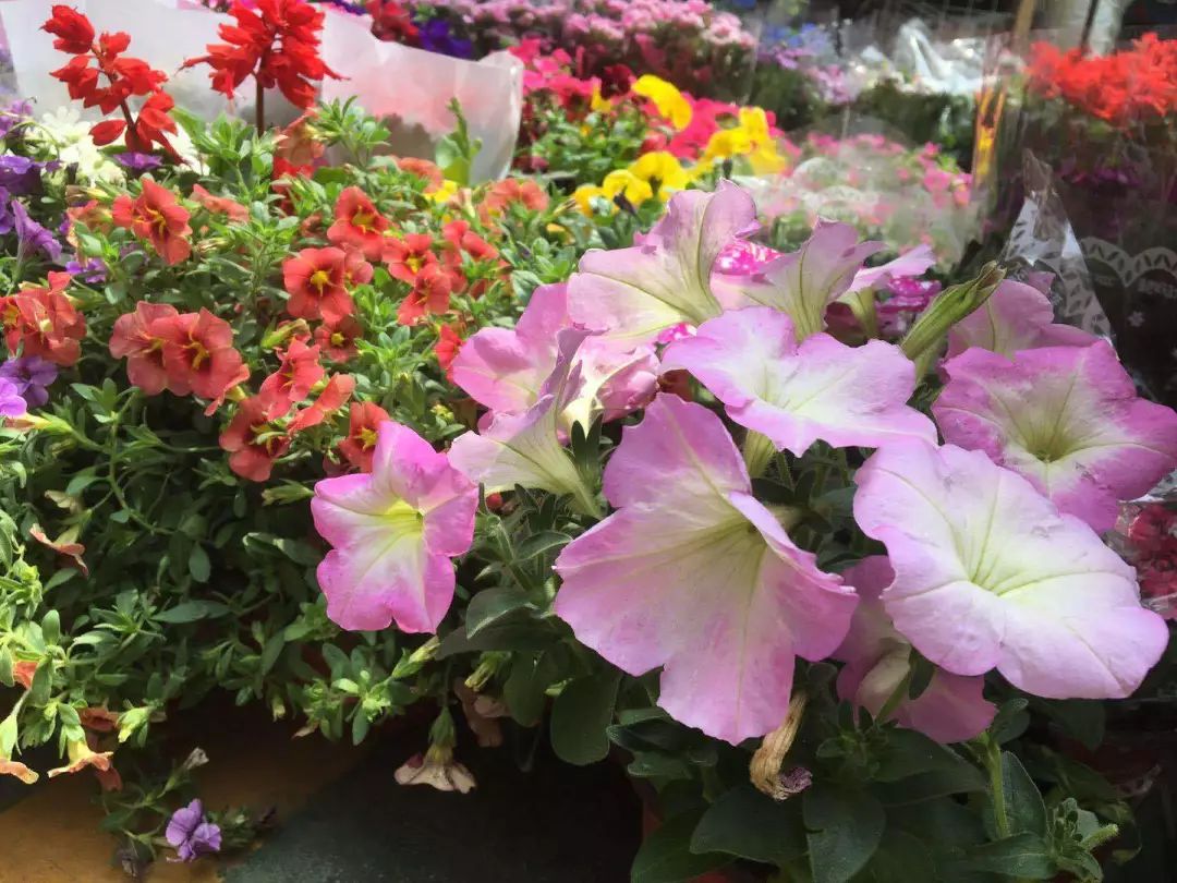 大连买花到哪里,大连网络买花花店