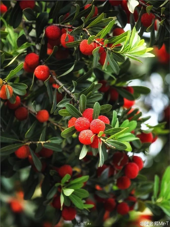 吃上一颗杨梅,正宗苏州杨梅