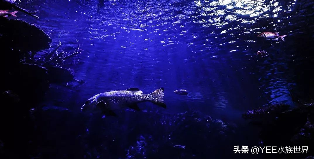 鳕鱼冷冻有科技吗,科学家研究鱼到底爱吃什么