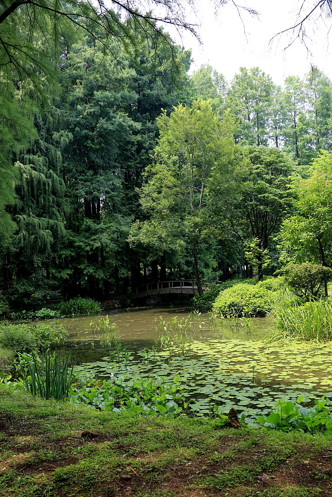 植物园的景；青山吹奏《红河谷》（F调）半音阶口琴演奏第二版