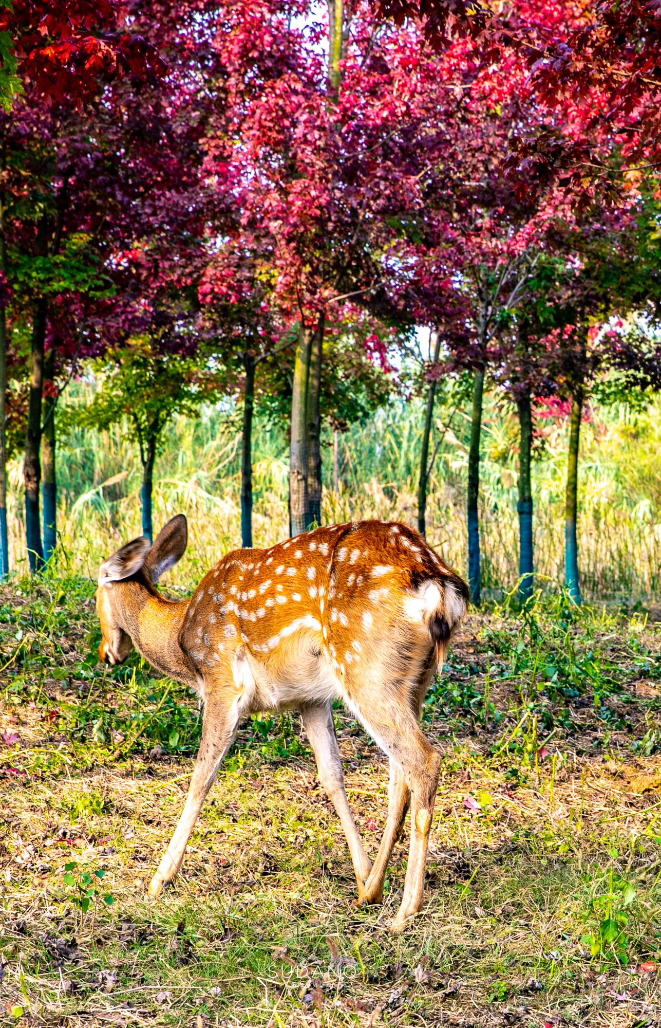 江苏泗洪的风景,江苏的苏南和苏北有什么区别