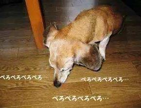 狗狗主动靠近还会舔是什么征兆,狗狗半夜舔各种东西是什么原因