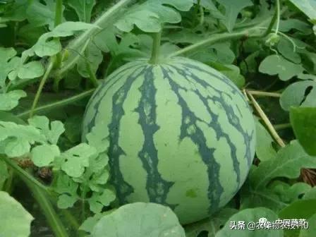 西瓜栽培技术全面的文字解释,西瓜栽培技术和方法