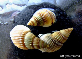 大连常见的海鲜美食都有哪些,大连海鲜吃货大全