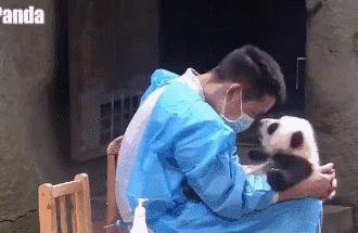 马来西亚为啥退换大熊猫,马来西亚退还中国大熊猫是真的吗