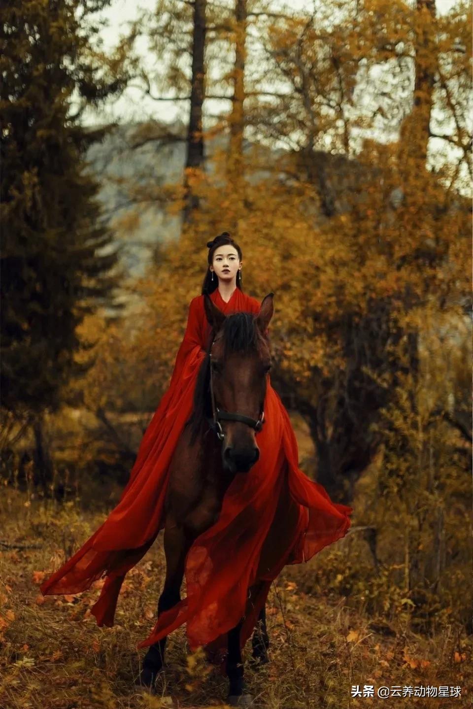 必备的马术知识,马术能不能速成