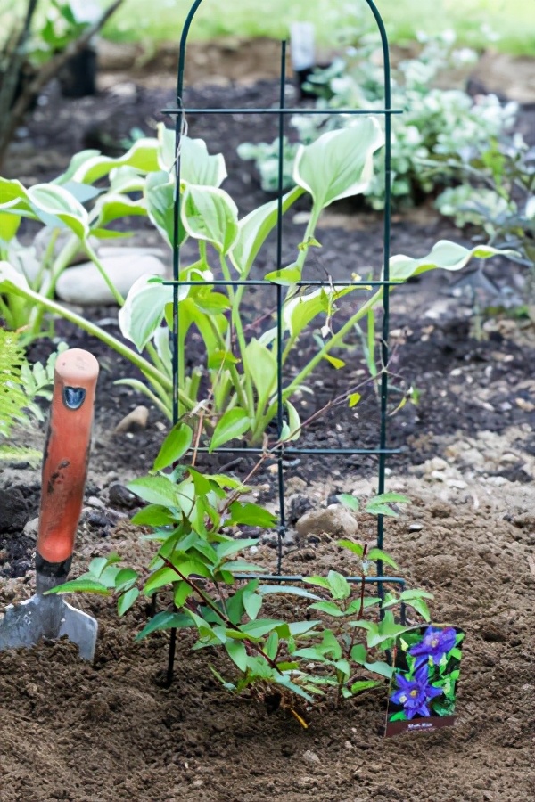 铁线莲小苗怎样种易成活,秋天新买的铁线莲小苗怎样上盆
